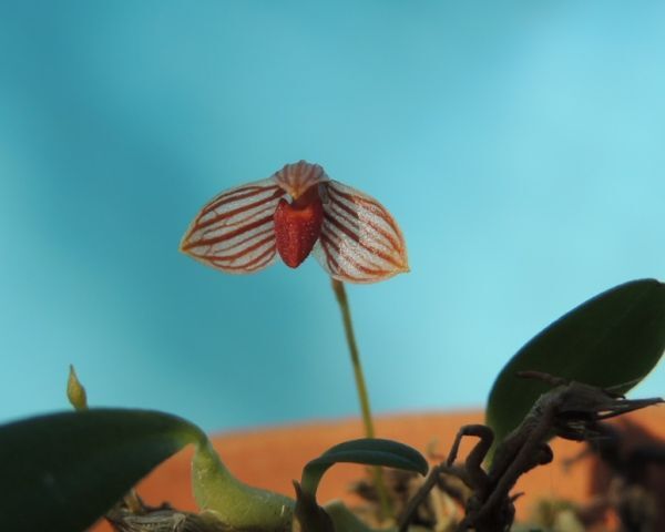 T♪小型洋蘭　 Bulbophyllum tenellum 洋ラン_画像1