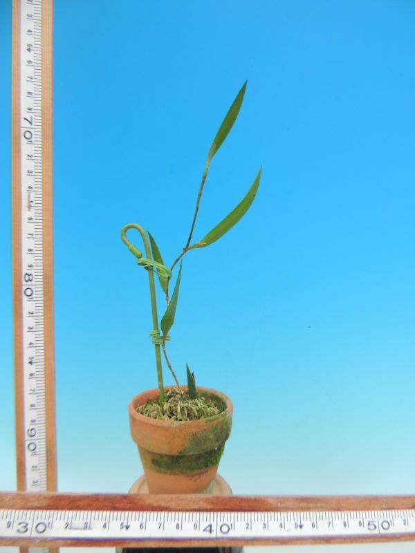 T♪洋蘭　 Dendrobium pugioniforme 　 デンドロビューム 洋ラン_画像1