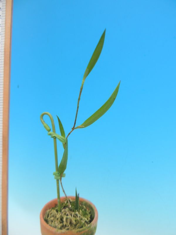 T♪洋蘭　 Dendrobium pugioniforme 　 デンドロビューム 洋ラン_画像2