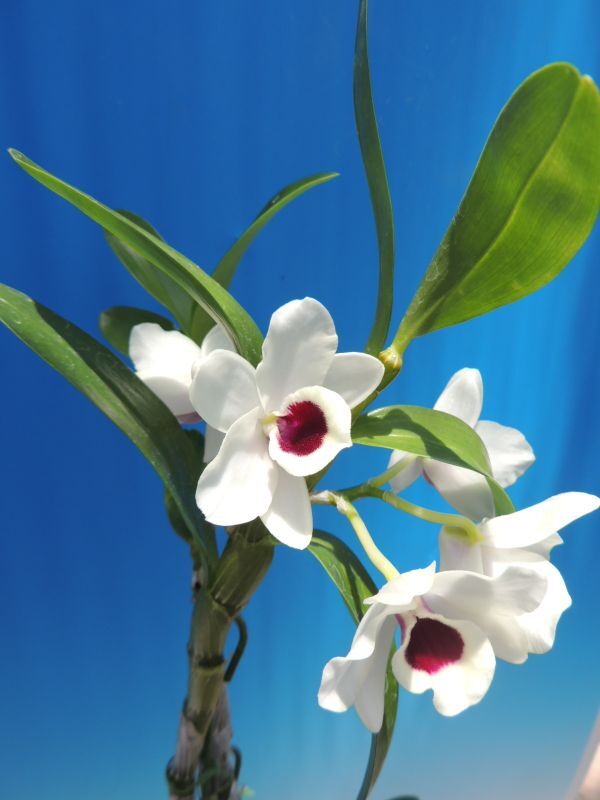 T♪洋蘭　 Dendrobium Yukidaruma　注：花保たず　　 デンドロビューム　 洋ラン_画像5