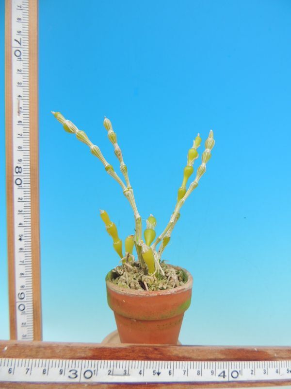 T♪洋蘭　 Dendrobium aphrodite デンドロビューム 洋ラン_画像2