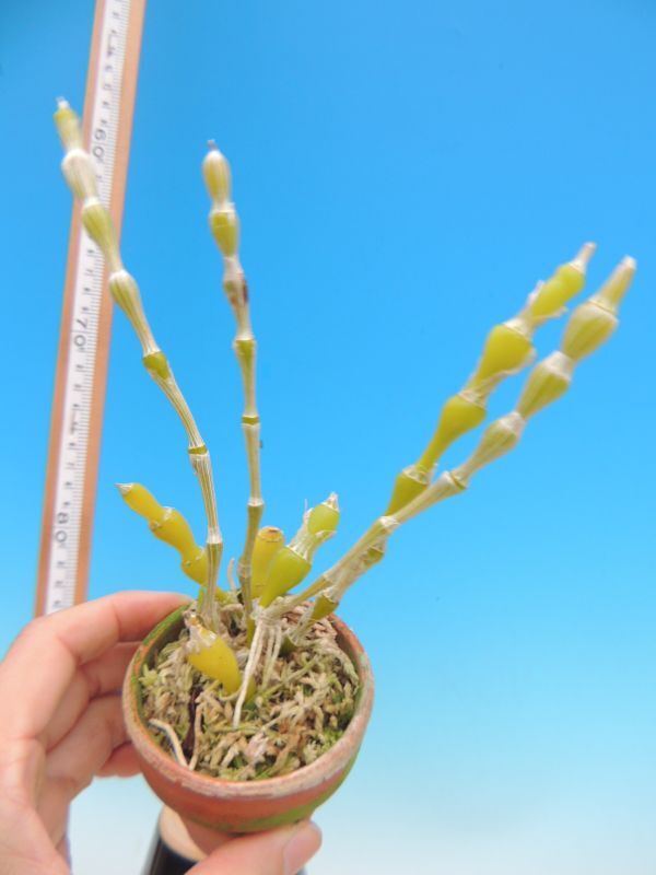 T♪洋蘭　 Dendrobium aphrodite デンドロビューム 洋ラン_画像3