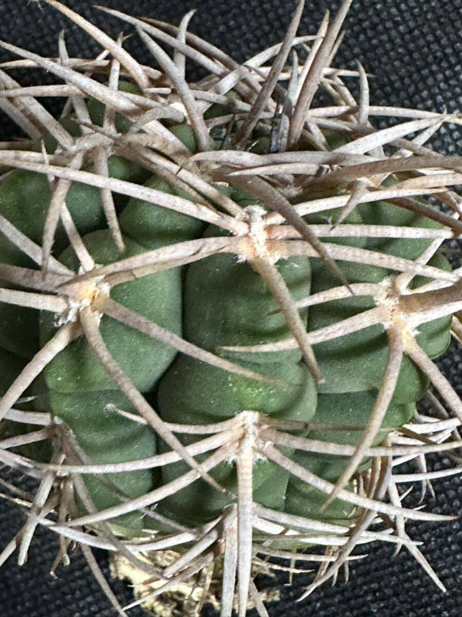 No.830 特選 Gymnocalycium hybopleurumBackeb選抜株 ギムノカリキウム フェロシオール 希少サボテン 限定株の画像1