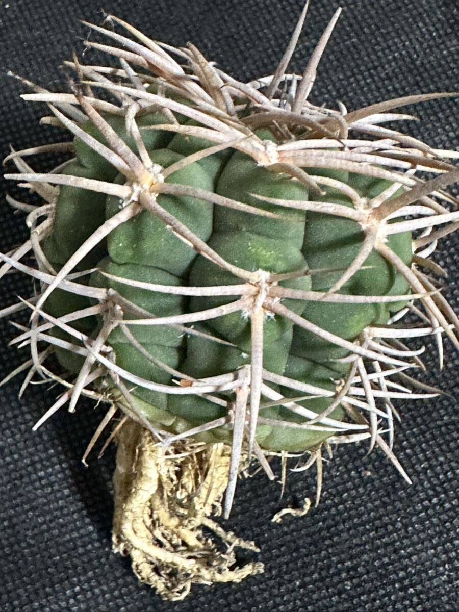 No.830 特選 Gymnocalycium hybopleurumBackeb選抜株 ギムノカリキウム フェロシオール 希少サボテン 限定株の画像2