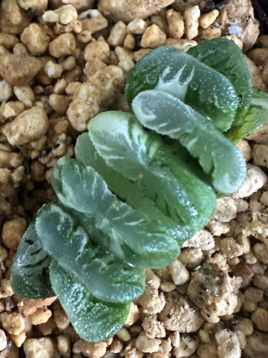 No.255 特選 サボテン・多肉植物　ハオルシア　玉扇錦 Haworthia truncata varieg_画像7