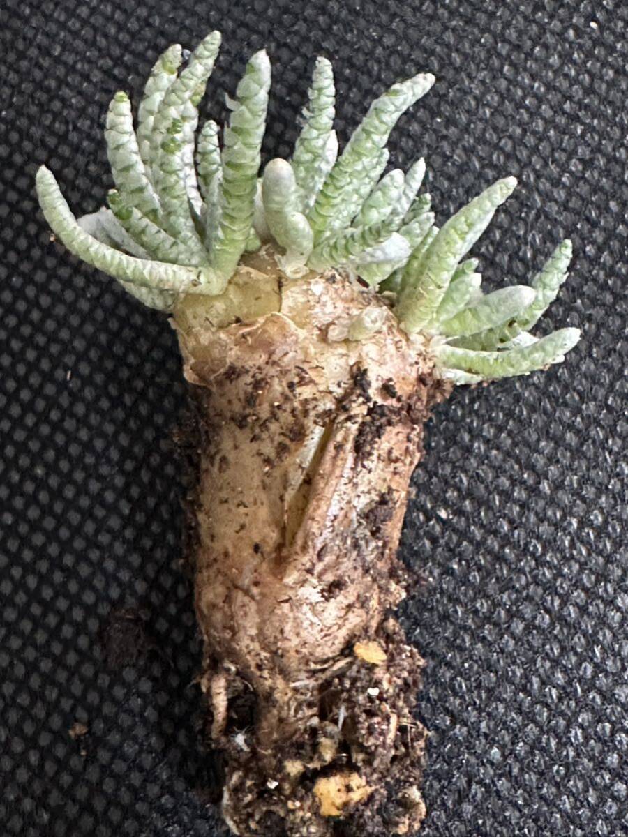 No.262 特選 Avonia　アボニア quinaria ssp. alstonii うつぼ錦 赤花　多肉植物　5月1日撮影_画像6