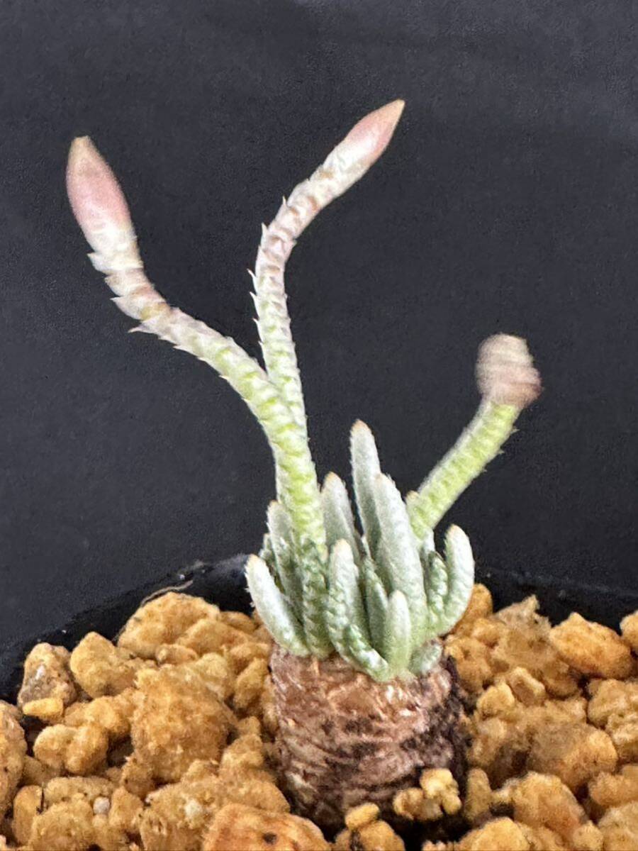 No.260 特選 Avonia アボニア quinaria ssp. alstonii うつぼ錦 赤花 多肉植物 5月1日撮影の画像5