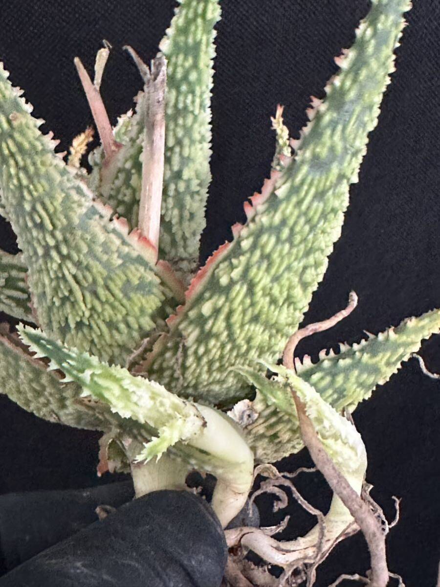 No.297 特選 アロエ ハイブリッド 実生 多肉植物 Aloe hybrid 限定株の画像7