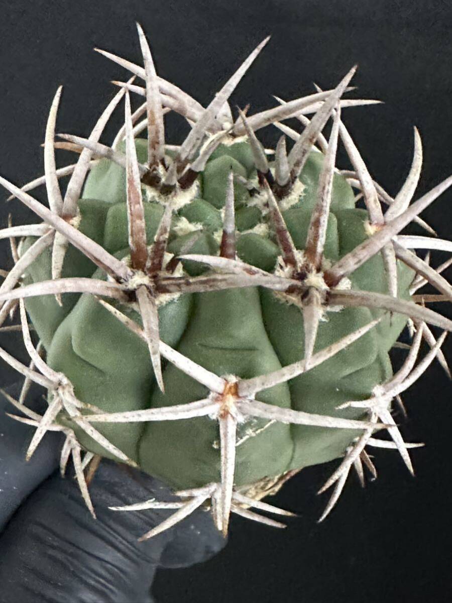 No.459 特選 Gymnocalycium hybopleurumBackeb選抜株 ギムノカリキウム フェロシオール 希少サボテン 限定株の画像1