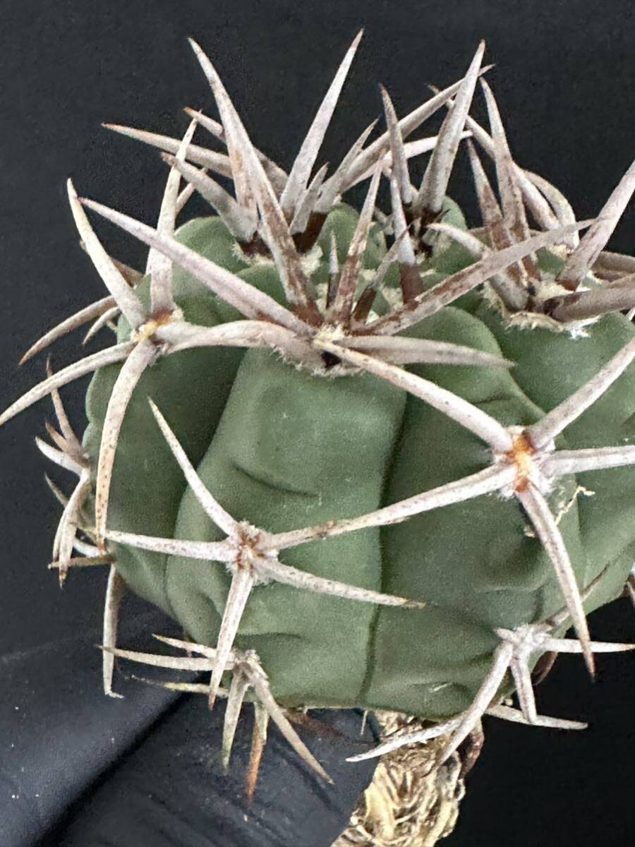 No.459 特選 Gymnocalycium hybopleurumBackeb選抜株 ギムノカリキウム フェロシオール 希少サボテン 限定株の画像3