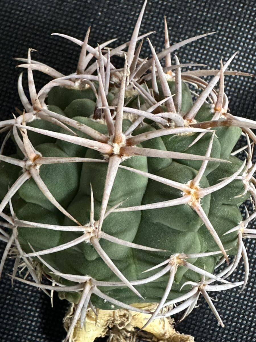 No.457 特選 Gymnocalycium hybopleurumBackeb選抜株 ギムノカリキウム フェロシオール 希少サボテン 限定特大株の画像1