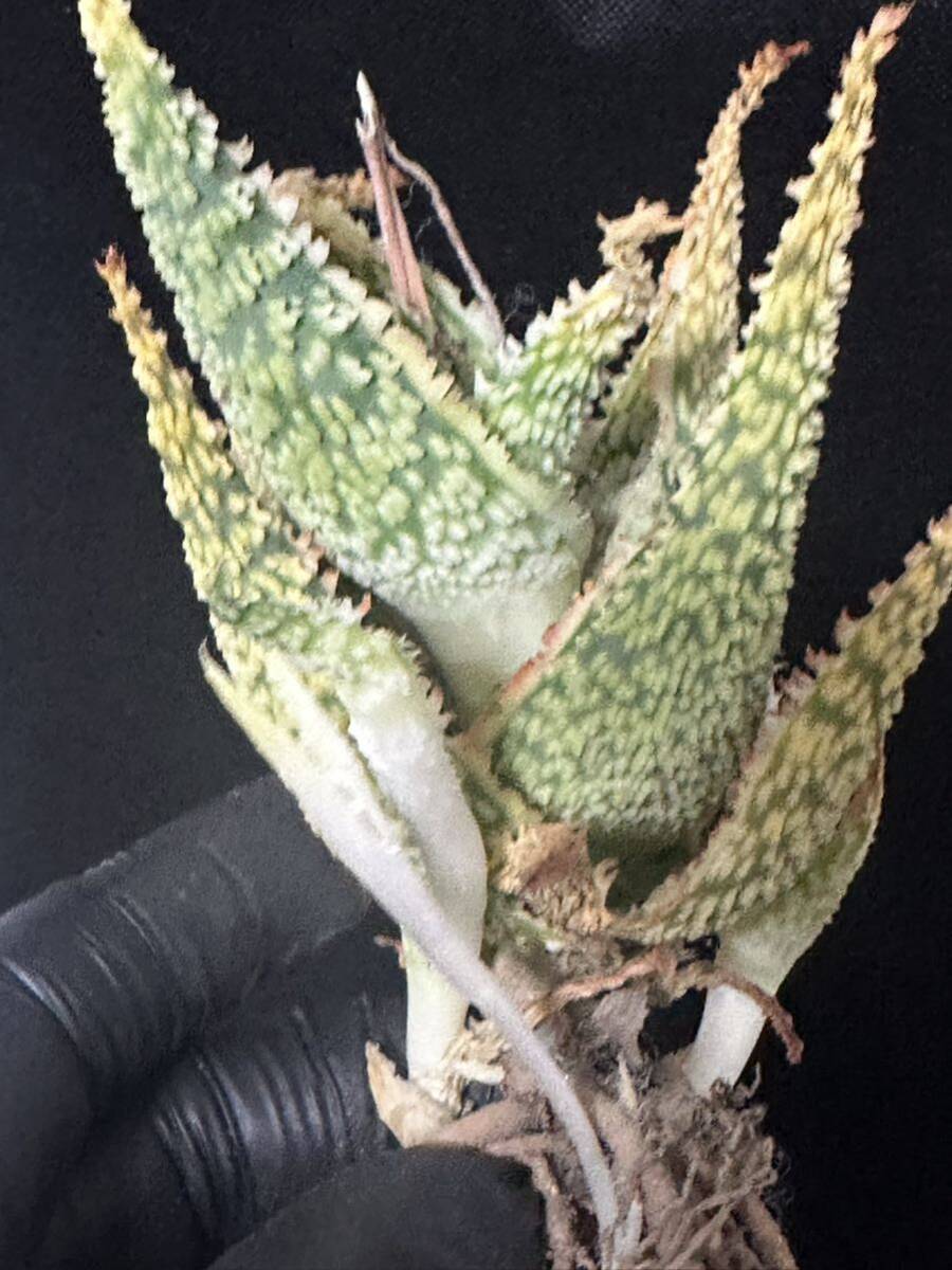 No.605 特選 アロエ ハイブリッド 実生 多肉植物 Aloe hybrid 限定株の画像3