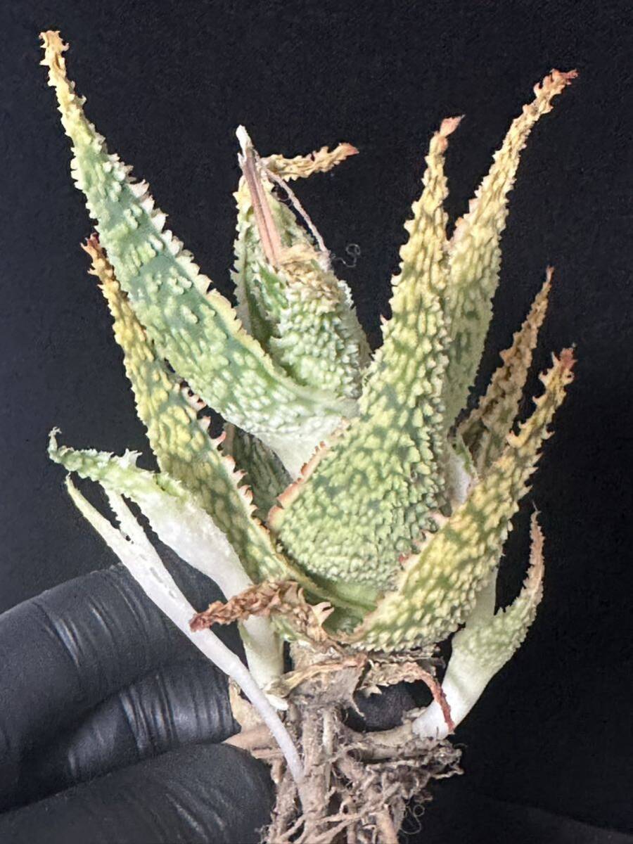 No.605 特選 アロエ ハイブリッド 実生 多肉植物 Aloe hybrid 限定株の画像5