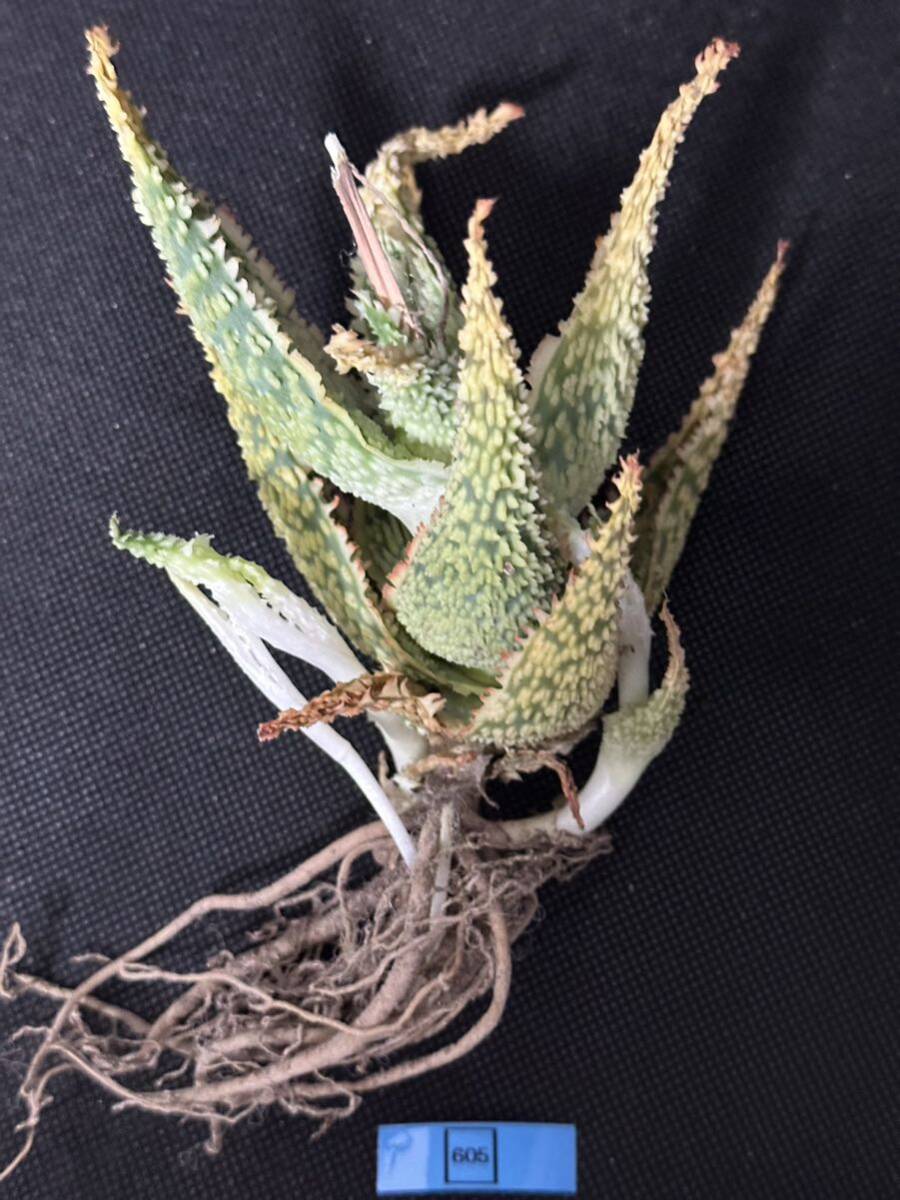 No.605 特選 アロエ ハイブリッド 実生 多肉植物 Aloe hybrid 限定株の画像9