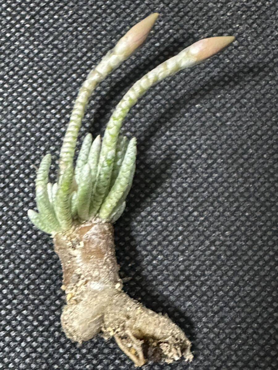 No.581 特選 Avonia アボニア quinaria ssp. alstonii うつぼ錦 赤花 多肉植物 5月9日撮影の画像5