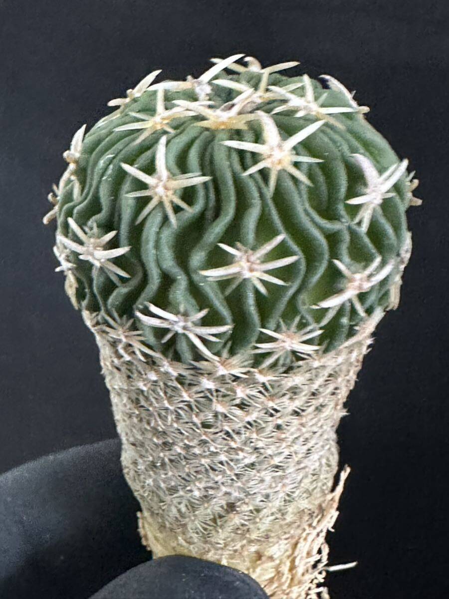 No.463 特選 サボテン Echinofossulocactus phyllacanthus　エキノフォスロカクタス 白玉 _画像2