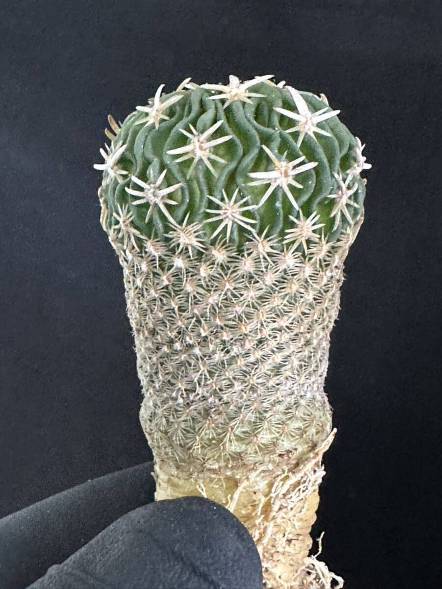 No.463 特選 サボテン Echinofossulocactus phyllacanthus　エキノフォスロカクタス 白玉 _画像7