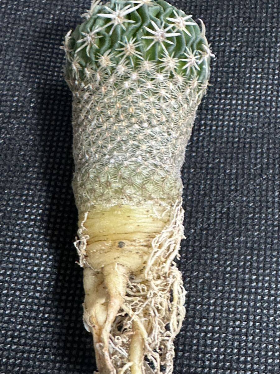 No.463 特選 サボテン Echinofossulocactus phyllacanthus　エキノフォスロカクタス 白玉 _画像8