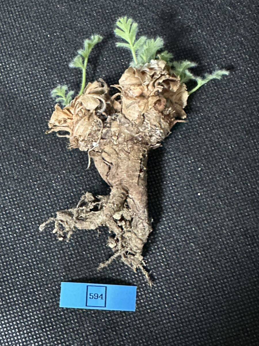 No.594 特選 多肉植物　ペラルゴニューム　アペンディキュラーツム Pelargonium appendiculatu _画像9