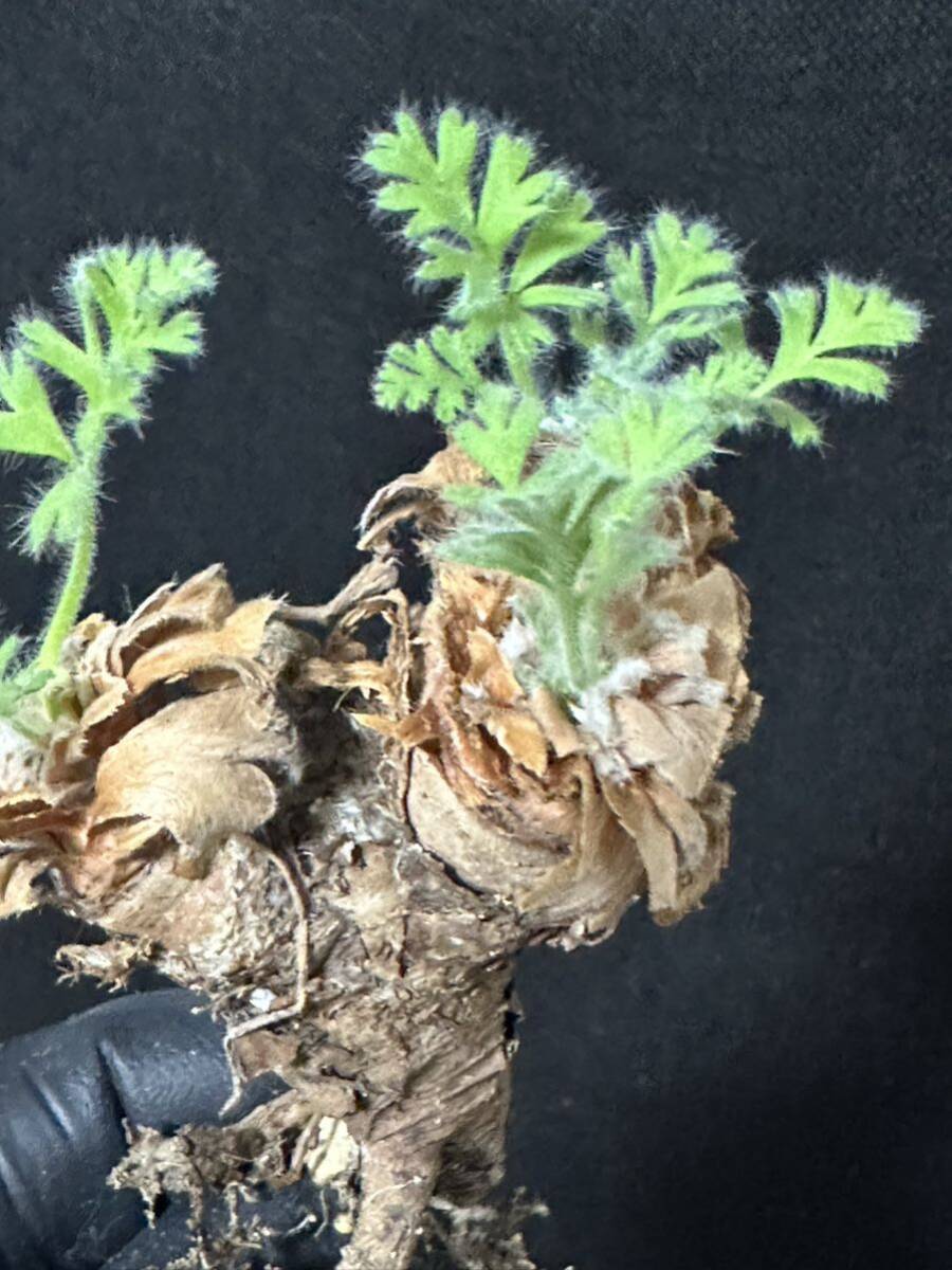 No.594 特選 多肉植物　ペラルゴニューム　アペンディキュラーツム Pelargonium appendiculatu _画像7
