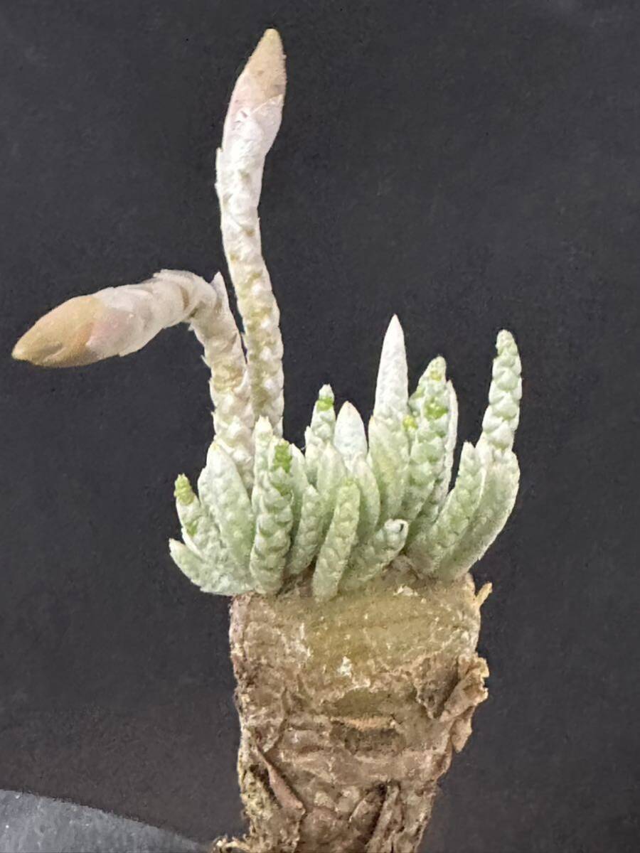 No.570 特選 Avonia　アボニア quinaria ssp. alstonii うつぼ錦 赤花　多肉植物　5月14日撮影_画像4