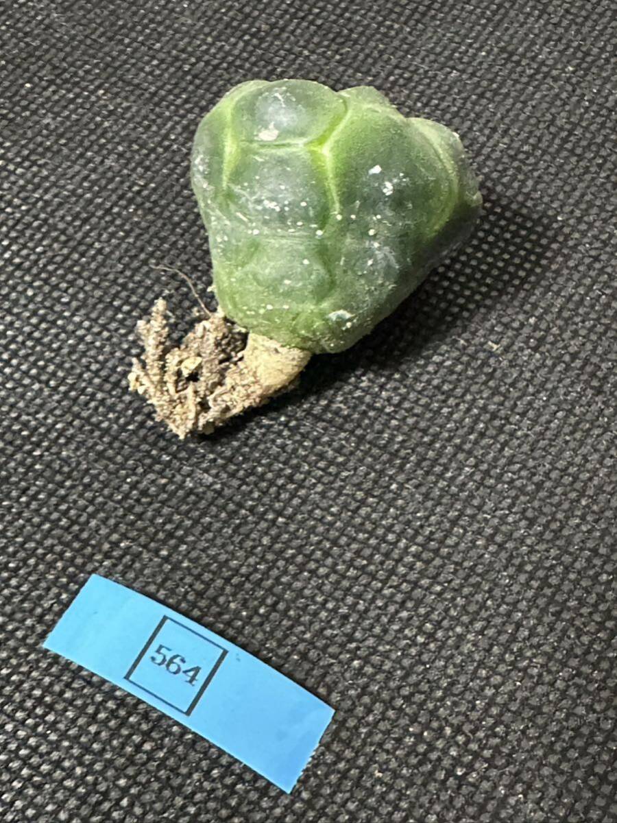 No.564 特選 多肉植物 サボテン アストロフィルム　亀甲瑠璃兜 Astrophytum asterias nuda. cv.KIKKO FUKURYU_画像10