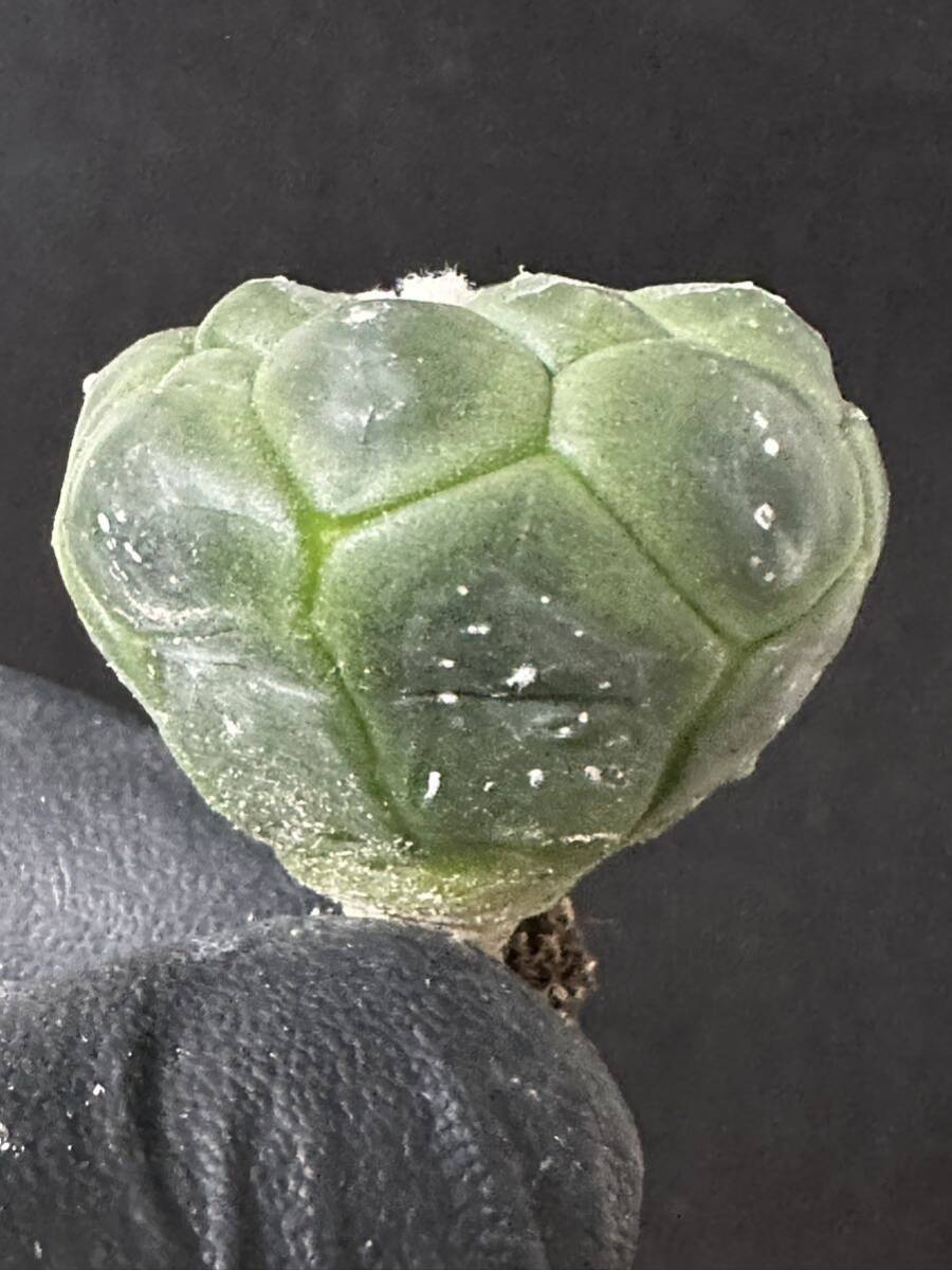 No.563 特選 多肉植物 サボテン アストロフィルム　亀甲瑠璃兜 Astrophytum asterias nuda. cv.KIKKO FUKURYU_画像4