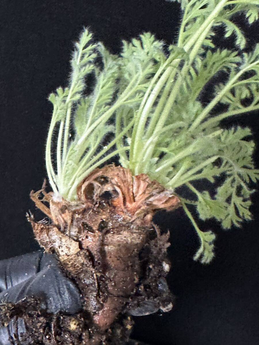No.596 特選 多肉植物　ペラルゴニューム　アペンディキュラーツム Pelargonium appendiculatu _画像3
