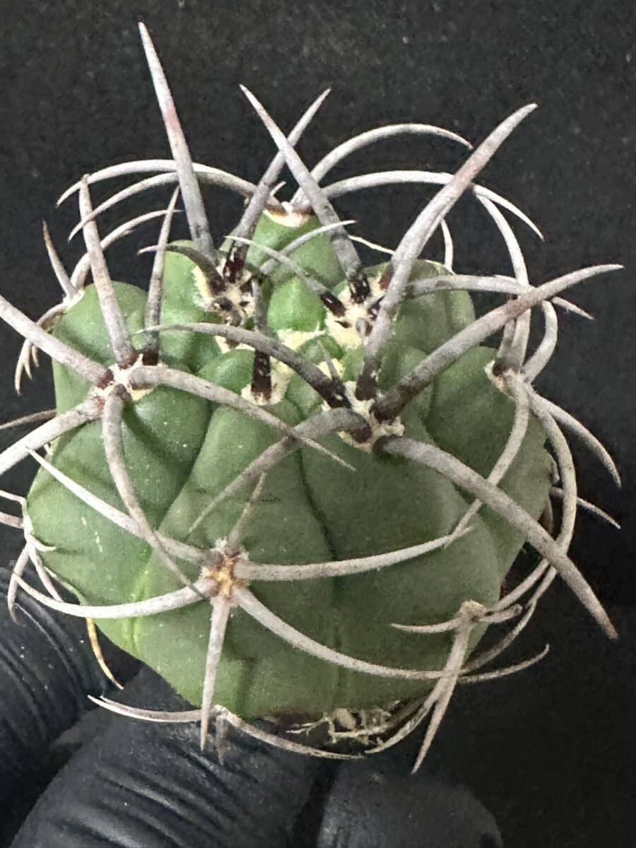 No.609 特選 Gymnocalycium hybopleurumBackeb選抜株 ギムノカリキウム フェロシオール 希少サボテン 限定株_画像8