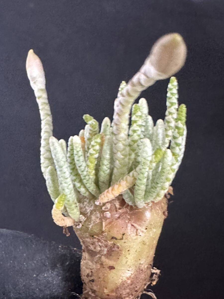 No.370 特選 Avonia　アボニア quinaria ssp. alstonii うつぼ錦 赤花　多肉植物　5月17日撮影_画像3