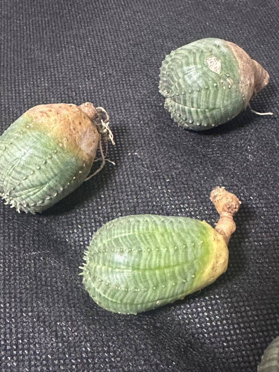 No.570 特選 ユーフォルビア オベサEuphorbia obesa 多肉植物 塊根植物 株激稀株 実生5株_画像5