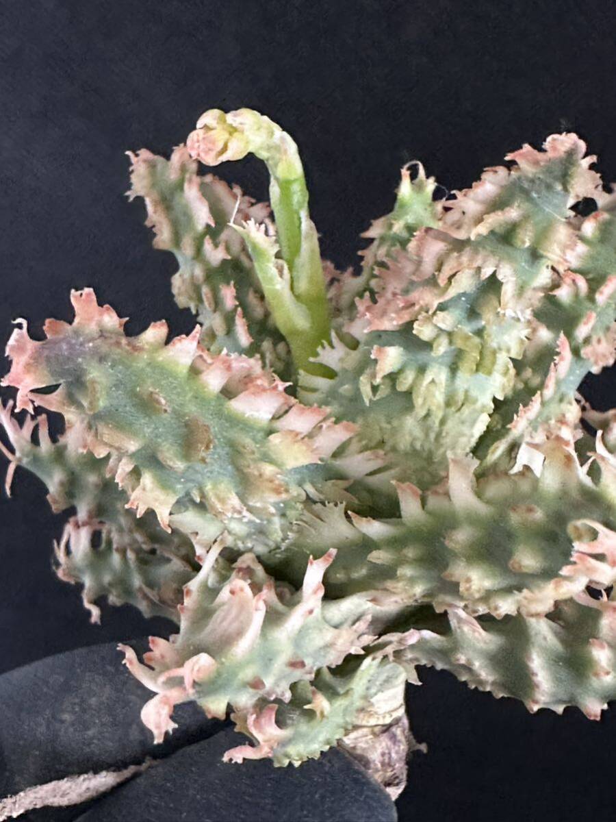 No.425 special selection aloe hybrid real raw succulent plant Aloe hybrid limitation stock 