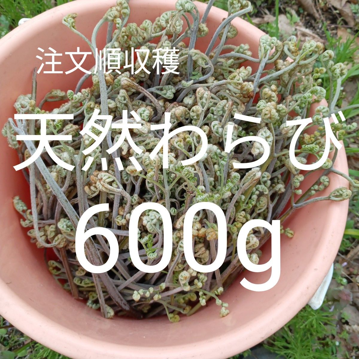 今季最終！注文順収穫！極新鮮！天然わらび600g