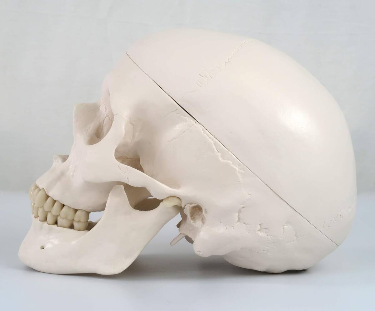 人体模型 頭蓋骨 標本から作製 リアル 3Dモデル 再現 精度 歯 骨 人体模型 頭蓋骨 標本から作製 リアル 3Dモデル 再現 精度 歯 骨