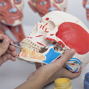 人体模型 頭蓋骨 標本から作製 リアル 3Dモデル 再現 精度 歯 骨 頭蓋冠 頭蓋底 下顎骨 学習 研究 置物 医学 ギフト 学術的 用途 鑑賞_画像1