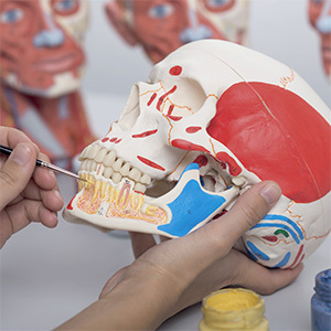 人体模型 頭蓋骨 標本から作製 リアル 3Dモデル 再現 精度 歯 骨 人体模型 頭蓋骨 標本から作製 リアル 3Dモデル 再現 精度 歯 骨