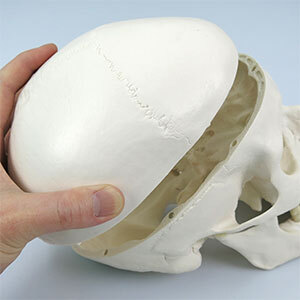 人体模型 頭蓋骨 標本から作製 リアル 3Dモデル 再現 精度 歯 骨 頭蓋冠 頭蓋底 下顎骨 学習 研究 置物 医学 ギフト 学術的 用途 鑑賞