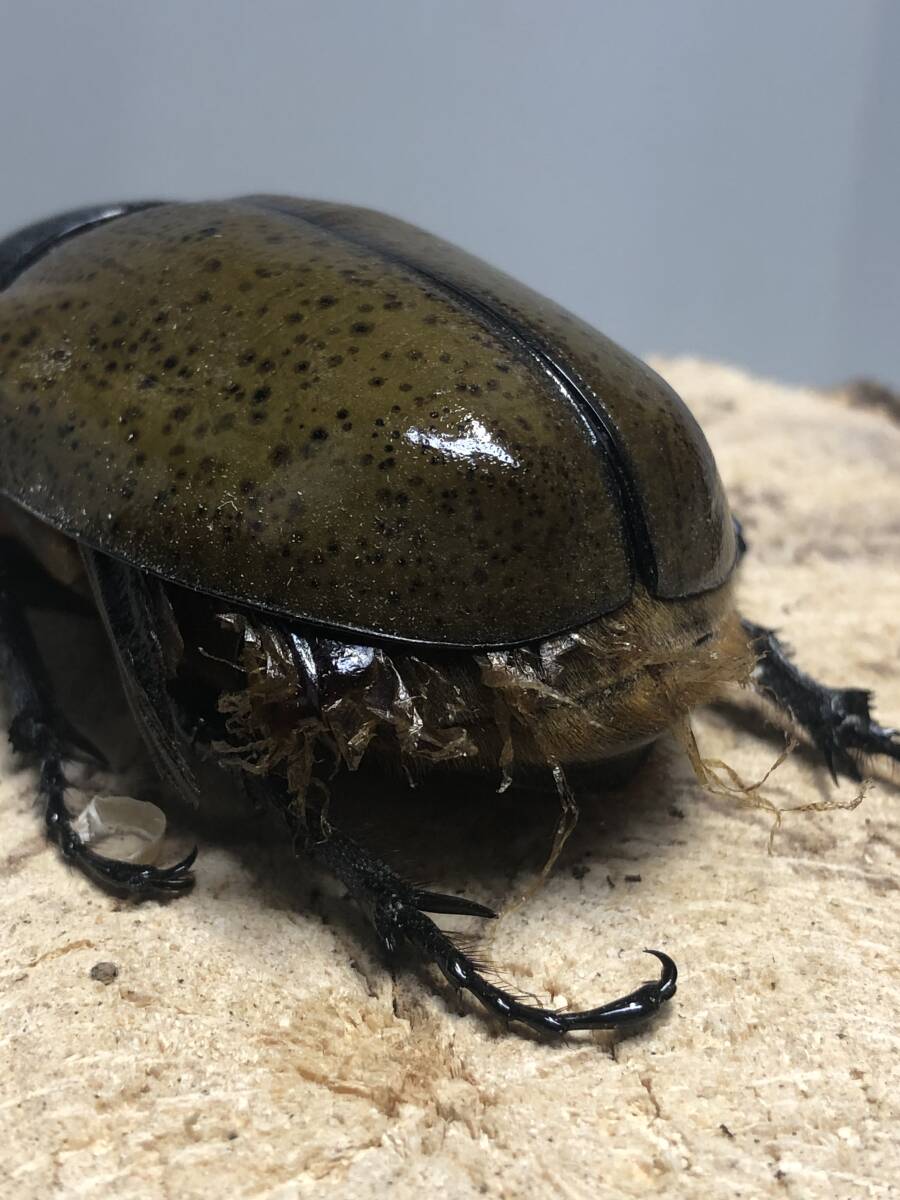 マヤシロカブトペア_はね出てます