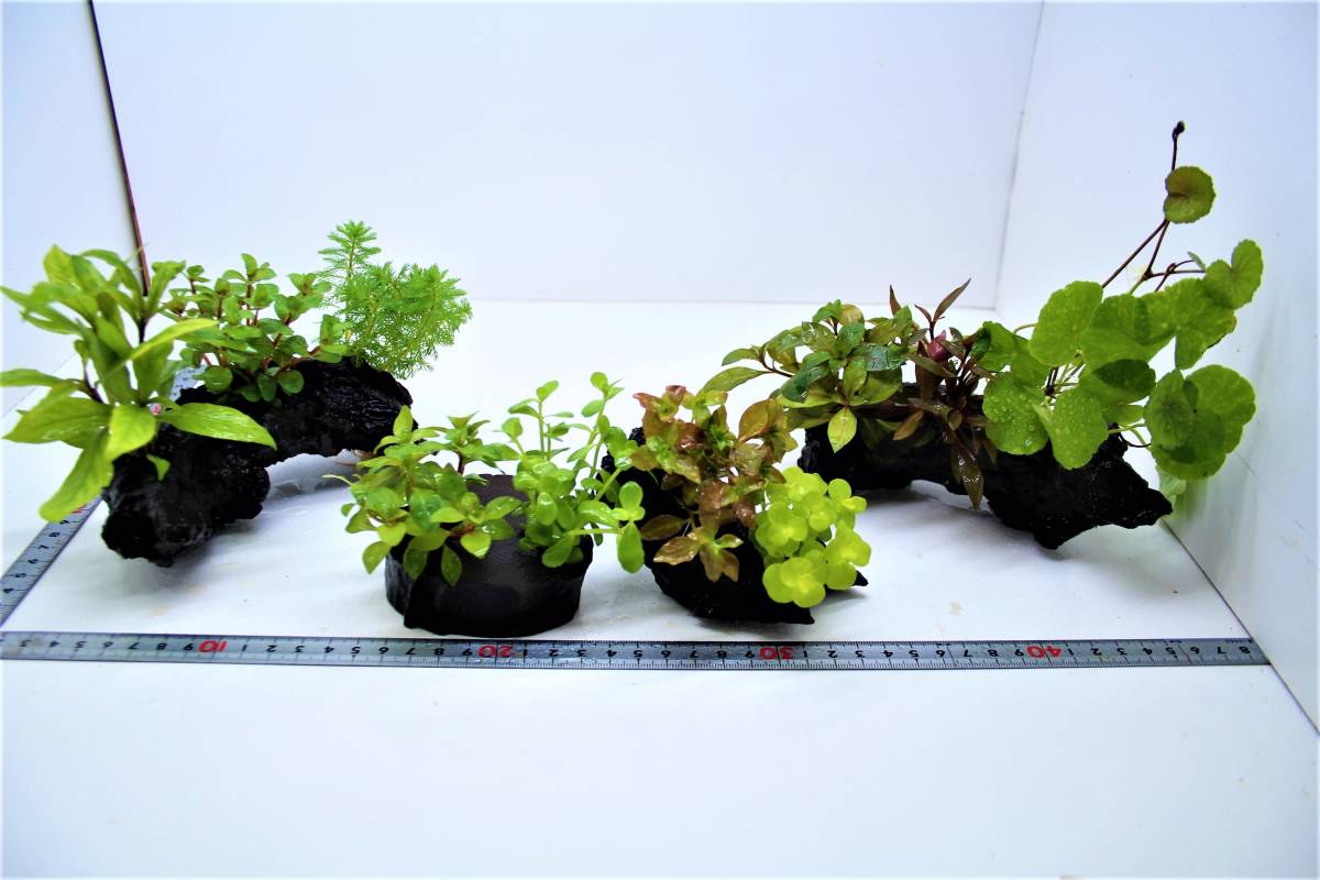 * driftwood + water plants planting 2 kind x2 piece driftwood + water plants planting 3 kind x2 piece. set.