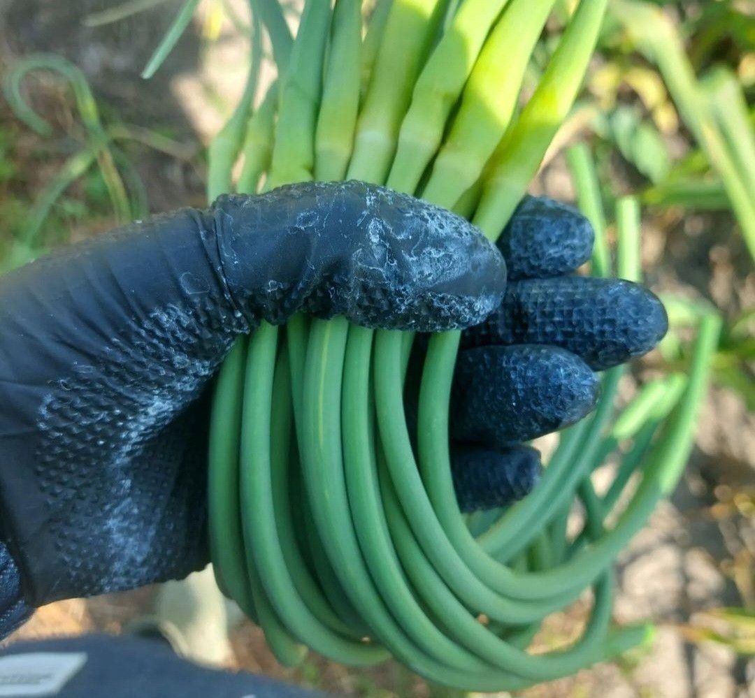 にんにくの芽500g