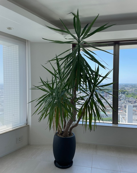 直接のお引取歓迎 Plant■ユッカ・エレファンティペス/観葉植物/240cm■太く曲がりの入った幹と多数の葉_画像2