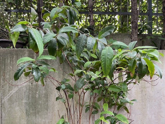 direct taking over welcome Plant# lemon mart ru. tree / decorative plant /170cm# lemon .. lemon. fragrance. make leaf 