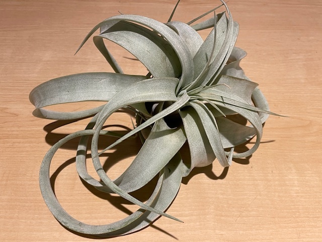 Plant#chi Ran jia*ki Cello graph .ka/ is lisi- air plant 2 stock /W25cm#. root plant / decorative plant /ko- Dex / cactus / succulent plant 