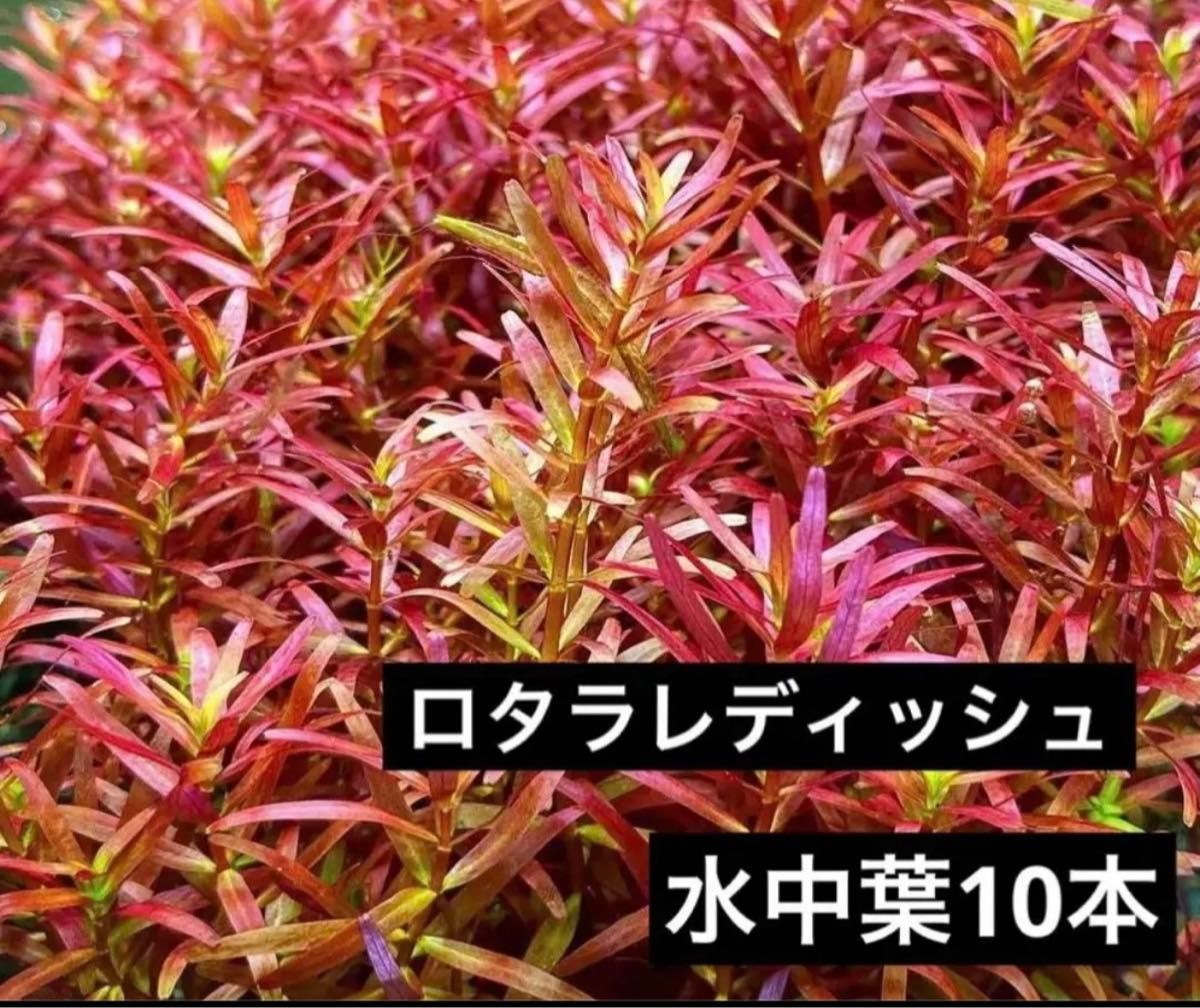 【水草】ロタラ　レディッシュ　水中葉10本