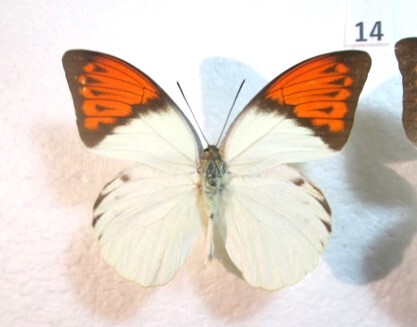 蝶標本　ツマベニチョウ　⑭　インドネシア産　1ペア_♂