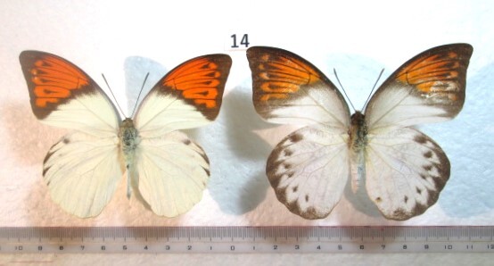 蝶標本　ツマベニチョウ　⑭　インドネシア産　1ペア_画像1