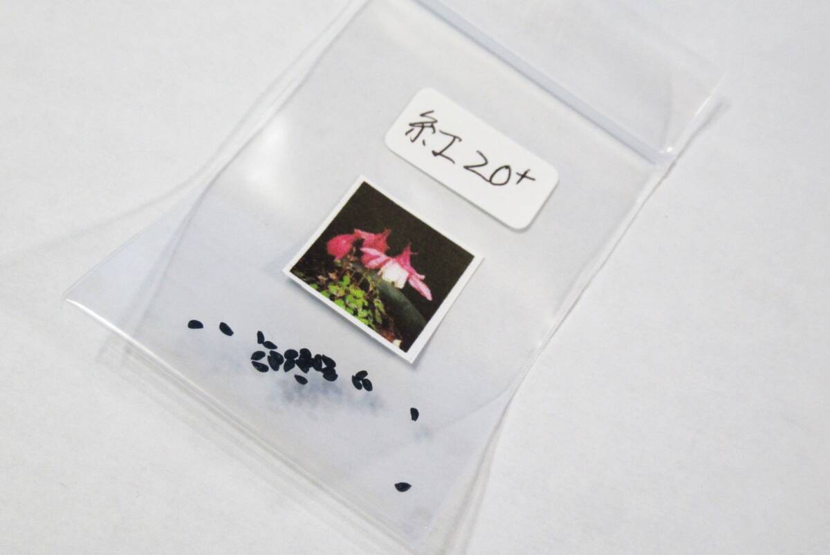 6ミヤマオダマキ種子【紅】20粒　（2023，5月採取）_画像3