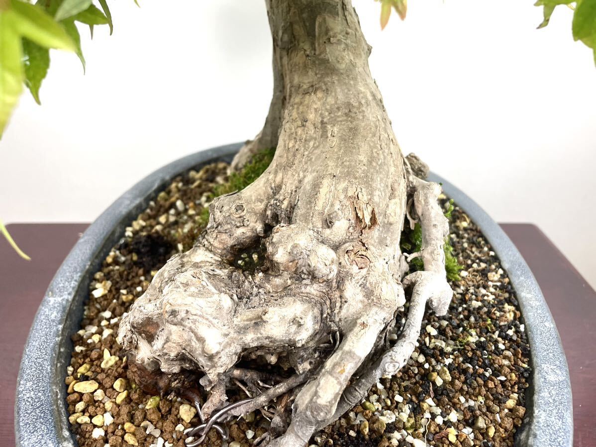  клен клён futoshi корень старый дерево 