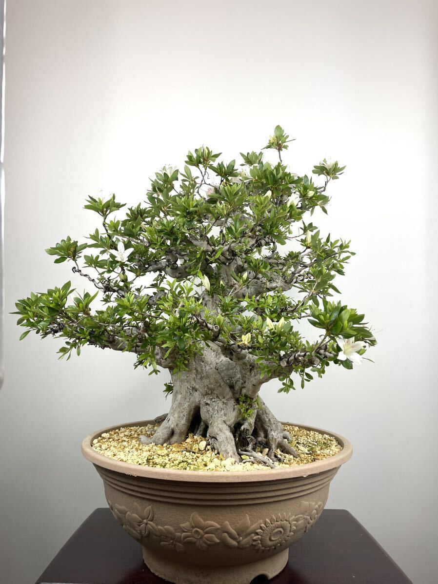  satsuki Rhododendron indicum белый . futoshi . новый дерево бесплатная доставка 