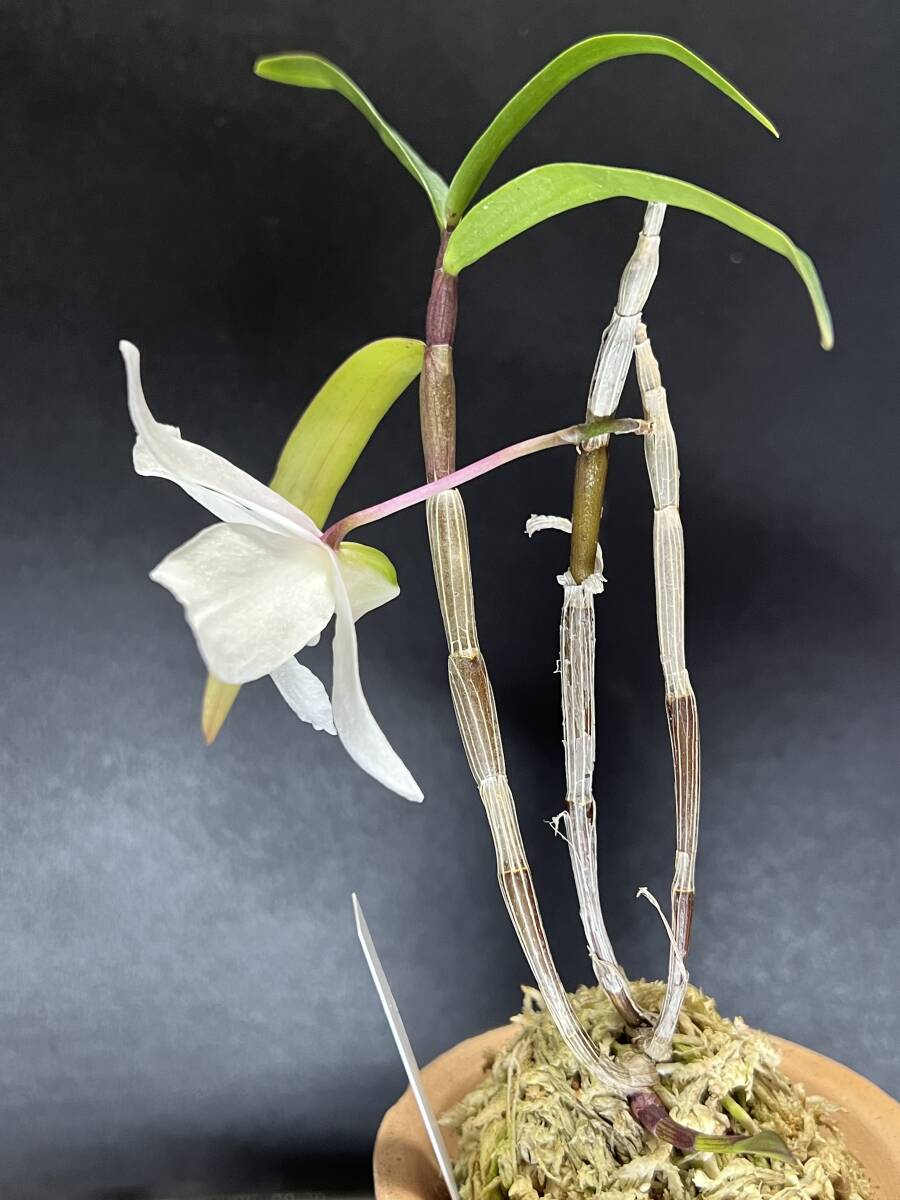  Dendrobium moniliforme * длина сырой орхидея ** огромный колесо зеленый пункт цветок [ Исэ город жемчуг ]